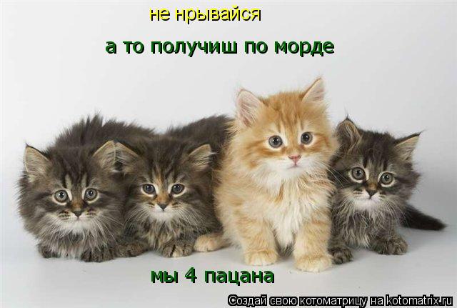 не нрывайся а то получиш по морде мы 4 пацана... Котоматрица: не нрывайся а то получиш по морде мы 4 пацана