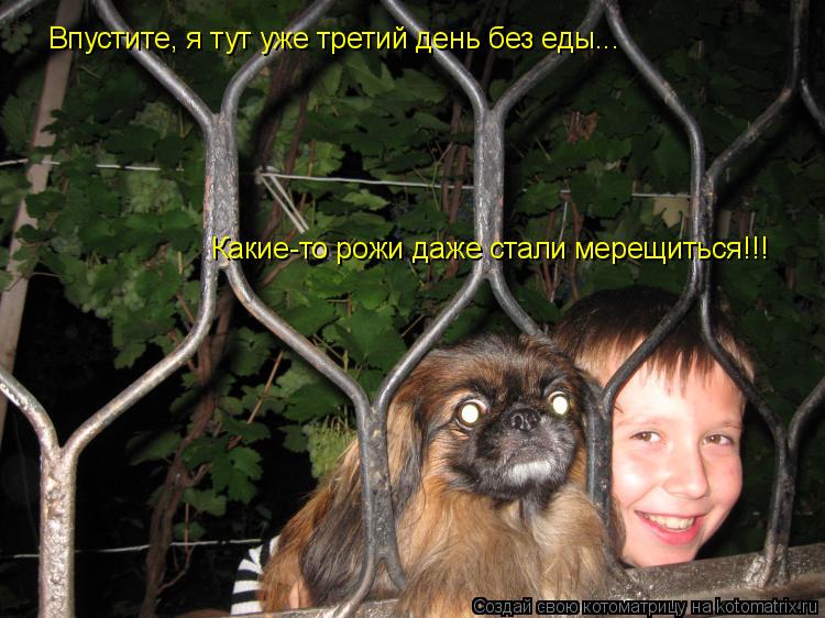 Впустите, я тут уже третий день без еды... Какие-то рожи даже стали мерещиться!!!... Котоматрица: Впустите, я тут уже третий день без еды... Какие-то рожи даже стали мерещиться!!!