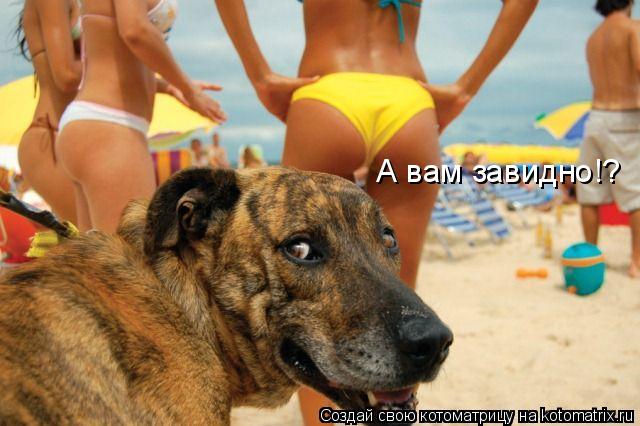 А вам завидно!?... Котоматрица: А вам завидно!?