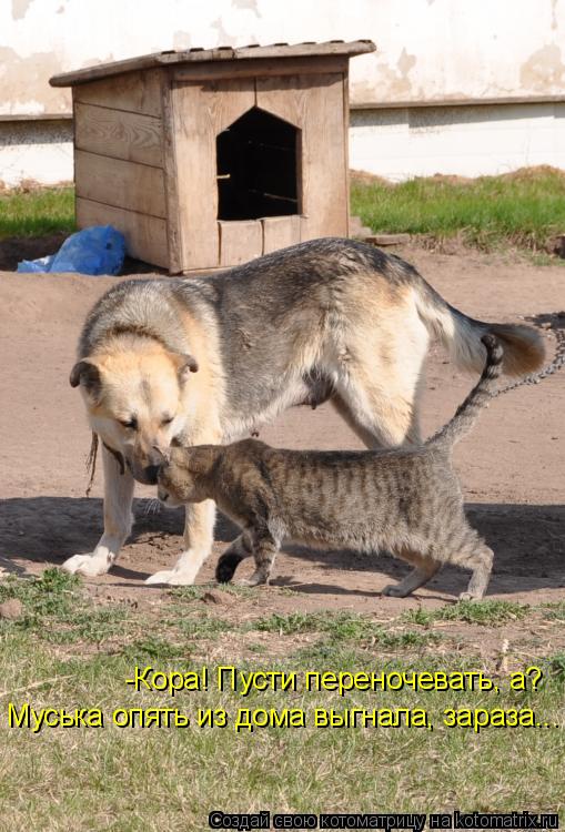 -Кора! Пусти переночевать, а? Муська опять из дома выгнала, зараза...... Котоматрица: -Кора! Пусти переночевать, а? Муська опять из дома выгнала, зараза...