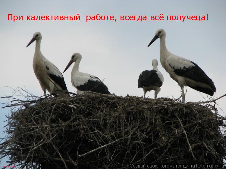При калективный работе, всегда всё получеца!... Котоматрица: При калективный работе, всегда всё получеца!