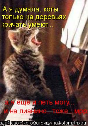 А я думала, коты только на деревьях кричать умеют... а я ещё и петь могу... и на пианино.. тоже.. м... Котоматрица: А я думала, коты только на деревьях кричать умеют... а я ещё и петь могу... и на пианино.. тоже.. мрр.