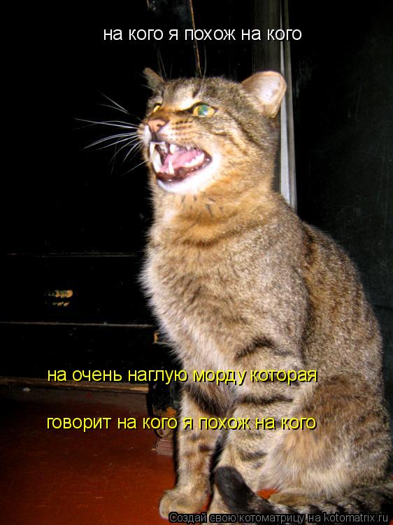 на кого я похож на кого на очень наглую морду которая говорит на кого я похож на кого... Котоматрица: на кого я похож на кого на очень наглую морду которая говорит на кого я похож на кого
