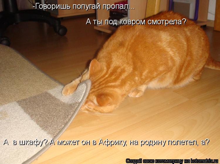 -Говоришь попугай пропал... А ты под ковром смотрела? А в шкафу? А может он в Африку, на родину поле... Котоматрица: -Говоришь попугай пропал... А ты под ковром смотрела? А в шкафу? А может он в Африку, на родину полетел, а?