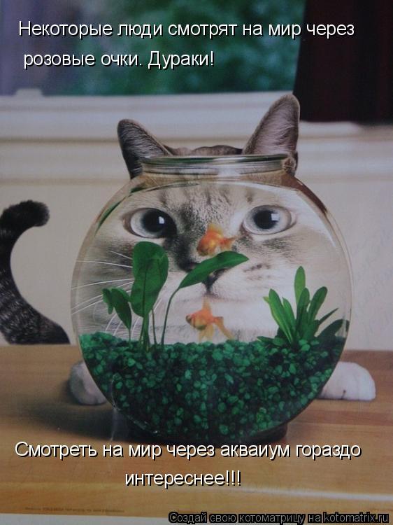 Некоторые люди смотрят на мир через розовые очки. Дураки! Смотреть на мир через акваиум гораздо инте... Котоматрица: Некоторые люди смотрят на мир через розовые очки. Дураки! Смотреть на мир через акваиум гораздо интереснее!!!