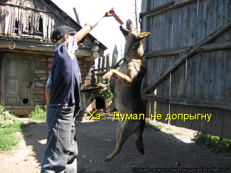 Ха... Думал, не допрыгну... Котоматрица: Ха... Думал, не допрыгну