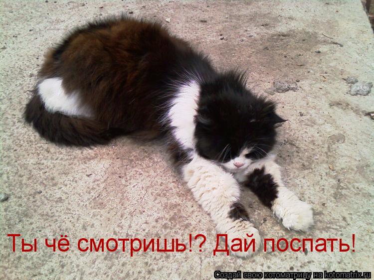 Ты чё смотришь!? Дай поспать!... Котоматрица: Ты чё смотришь!? Дай поспать!