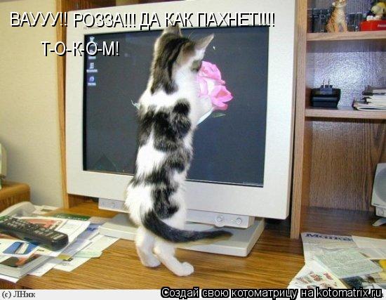 Котоматрица: ВАУУУ!! РОЗЗА!!! ДА КАК ПАХНЕТ!!!! Т-О-К-О-М!