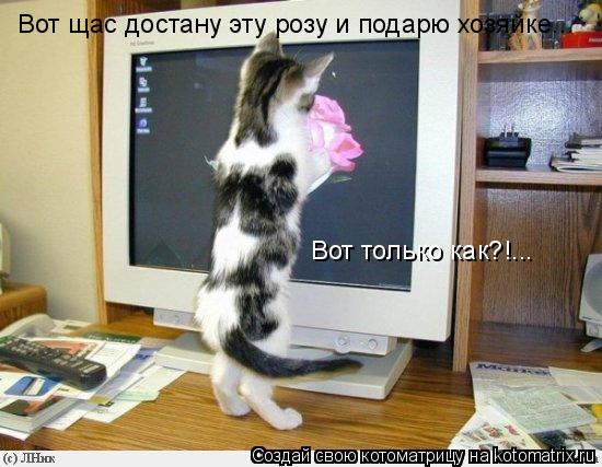 Котоматрица: Вот щас достану эту розу и подарю хозяйке... Вот только как?!...