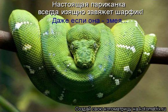 Котоматрица: Настоящая парижанка  всегда изящно завяжет шарфик! Даже если она - змея...