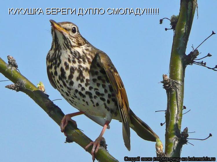 Котоматрица: КУКУШКА БЕРЕГИ ДУПЛО СМОЛАДУ!!!!!!
