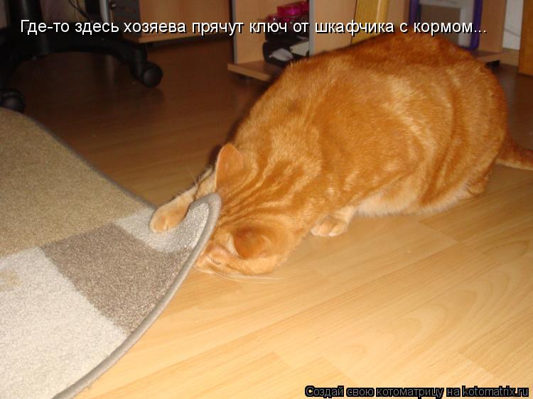 Котоматрица: Где-то здесь хозяева прячут ключ от шкафчика с кормом...