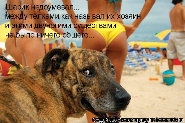 Котоматрица: Шарик недоумевал... между тёлками,как называл их хозяин и этими двуногими существами не было ничего общего...