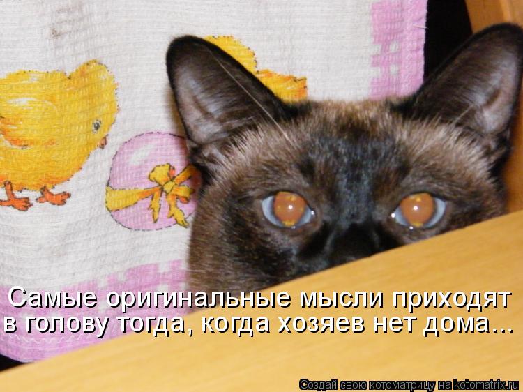 Самые оригинальные мысли приходят в голову тогда, когда хозяев нет дома...... Котоматрица: Самые оригинальные мысли приходят в голову тогда, когда хозяев нет дома...