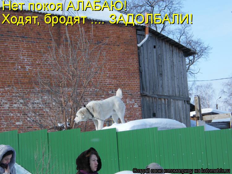 Нет покоя АЛАБАЮ! Ходят, бродят .... ЗАДОЛБАЛИ!... Котоматрица: Нет покоя АЛАБАЮ! Ходят, бродят .... ЗАДОЛБАЛИ!