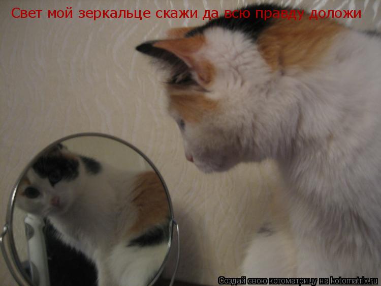 Котоматрица: Свет мой зеркальце скажи да всю правду доложи