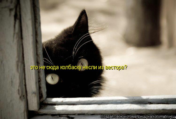 Котоматрица: это не сюда колбаску несли из вестора?