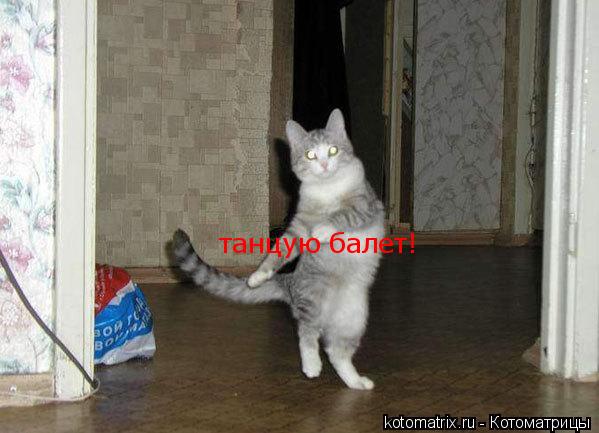 Котоматрица: танцую балет!