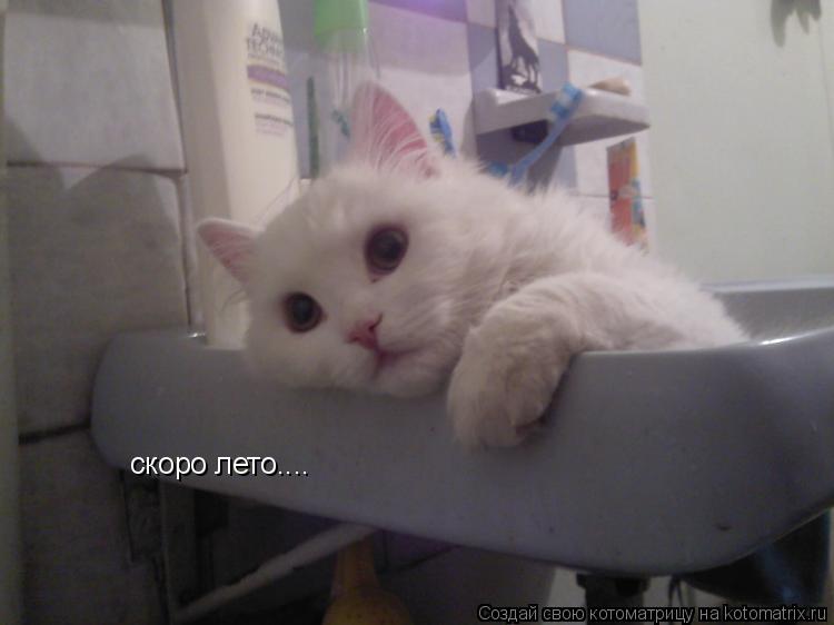 Котоматрица: скоро лето....