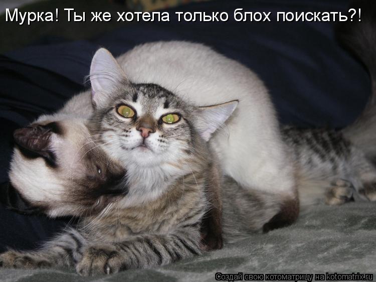 Мурка! Ты же хотела только блох поискать?!... Котоматрица: Мурка! Ты же хотела только блох поискать?!