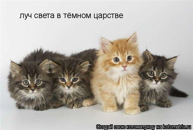 луч света в тёмном царстве... Котоматрица: луч света в тёмном царстве