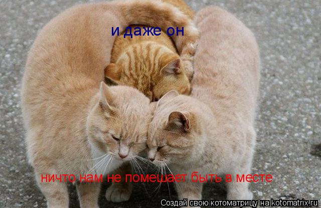 ничто нам не помешает быть в месте и даже он... Котоматрица: ничто нам не помешает быть в месте и даже он