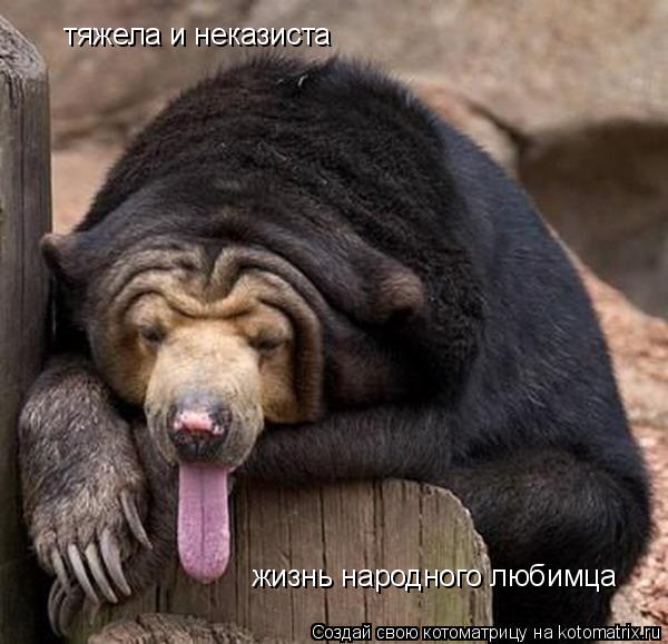 тяжела и неказиста жизнь народного любимца... Котоматрица: тяжела и неказиста жизнь народного любимца