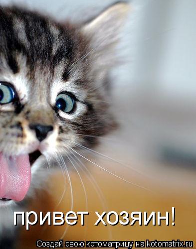 привет хозяин!... Котоматрица: привет хозяин!