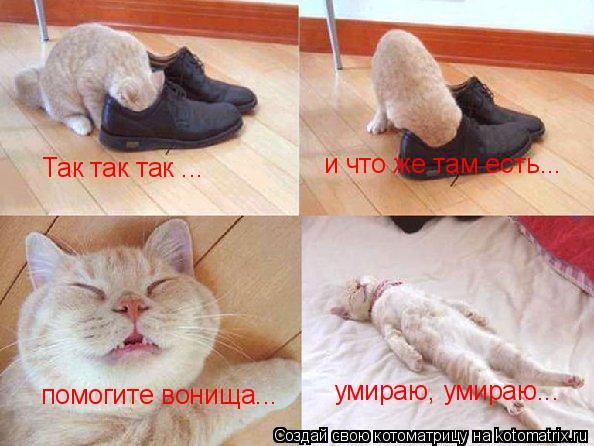 Так так так ... и что же там есть... помогите вонища... умираю, умираю...... Котоматрица: Так так так ... и что же там есть... помогите вонища... умираю, умираю...