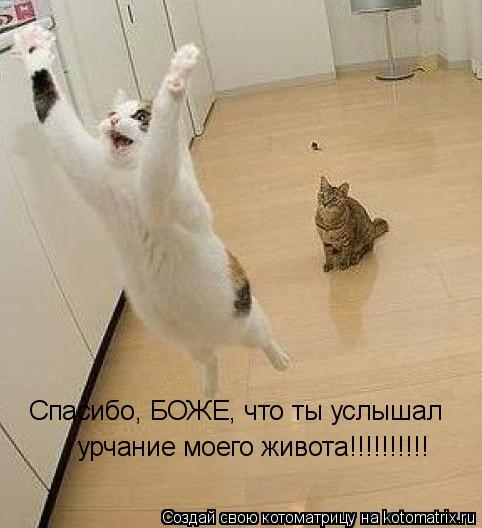 Спасибо, БОЖЕ, что ты услышал урчание моего живота!!!!!!!!!!... Котоматрица: Спасибо, БОЖЕ, что ты услышал урчание моего живота!!!!!!!!!!