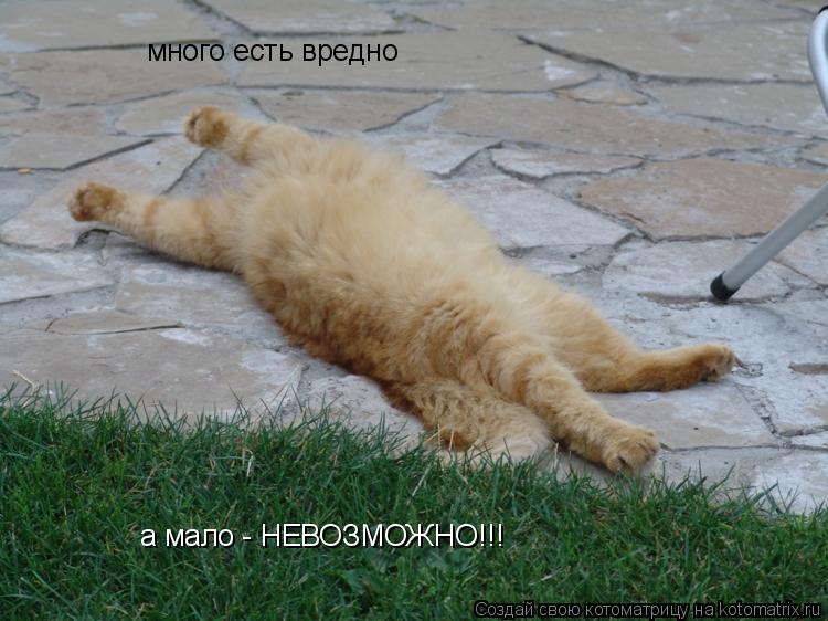 много есть вредно а мало - НЕВОЗМОЖНО!!!... Котоматрица: много есть вредно а мало - НЕВОЗМОЖНО!!!