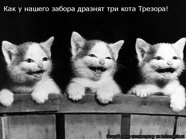 Как у нашего забора дразнят три кота Трезора!... Котоматрица: Как у нашего забора дразнят три кота Трезора!