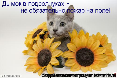Котоматрица: Дымок в подсолнухах  не обязательно пожар на поле! -
