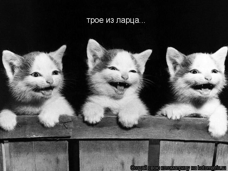 трое из ларца...... Котоматрица: трое из ларца...