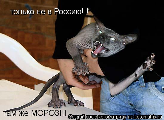 только не в Россию!!! там же МОРОЗ!!!... Котоматрица: только не в Россию!!! там же МОРОЗ!!!