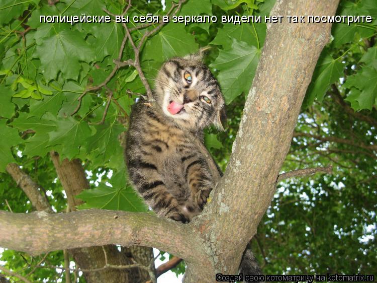 полицейские вы себя в зеркало видели нет так посмотрите... Котоматрица: полицейские вы себя в зеркало видели нет так посмотрите