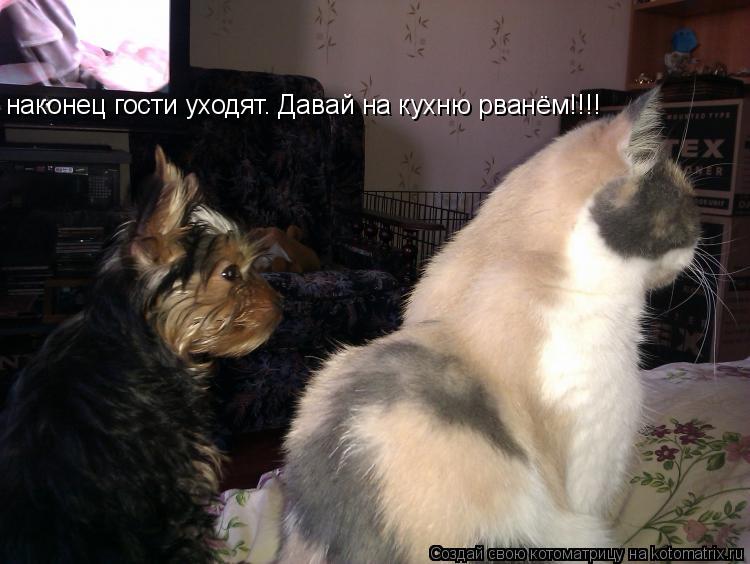 наконец гости уходят. Давай на кухню рванём!!!!... Котоматрица: наконец гости уходят. Давай на кухню рванём!!!!