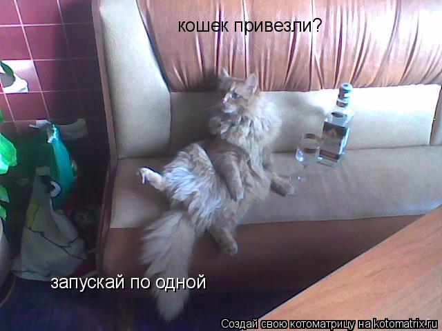 кошек привезли? запускай по одной... Котоматрица: кошек привезли? запускай по одной