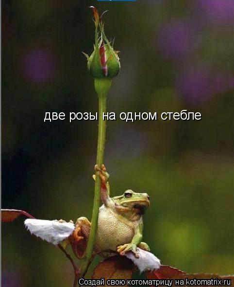 две розы на одном стебле... Котоматрица: две розы на одном стебле