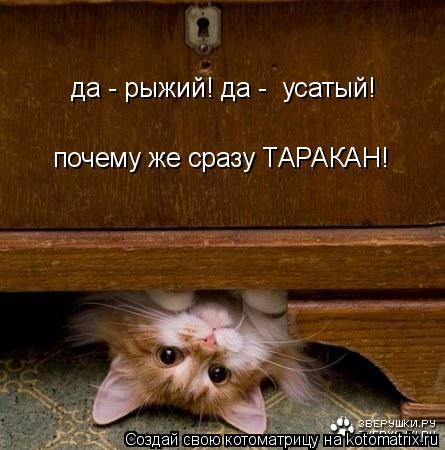 да - рыжий! да - усатый! почему же сразу ТАРАКАН!... Котоматрица: да - рыжий! да - усатый! почему же сразу ТАРАКАН!