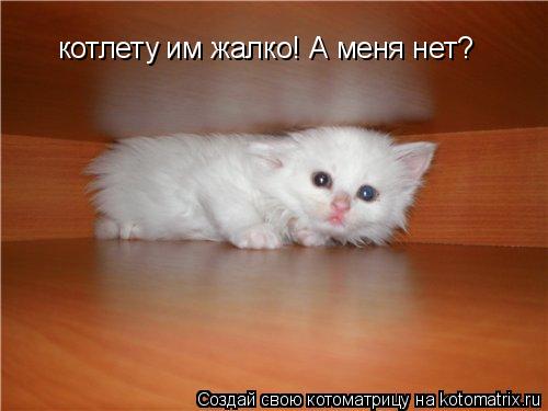 котлету им жалко! А меня нет?... Котоматрица: котлету им жалко! А меня нет?