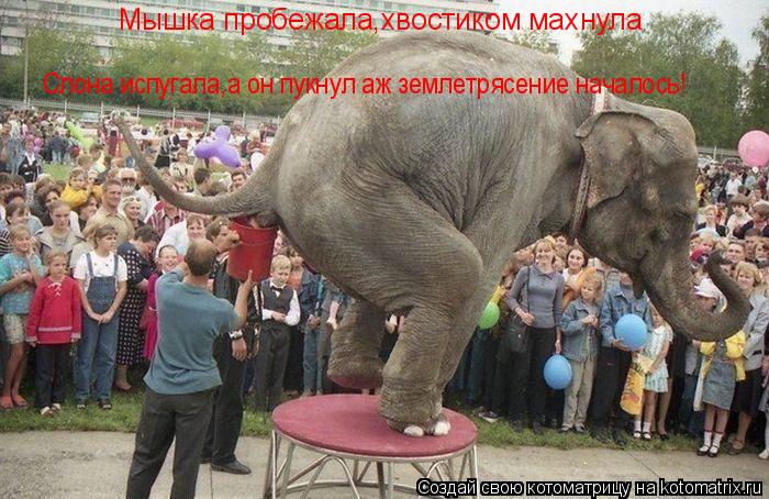 Мышка пробежала,хвостиком махнула Слона испугала,а он пукнул аж землетрясение началось!... Котоматрица: Мышка пробежала,хвостиком махнула Слона испугала,а он пукнул аж землетрясение началось!