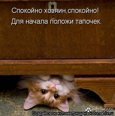Спокойно хозяин,спокойно! Для начала положи тапочек.... Котоматрица: Спокойно хозяин,спокойно! Для начала положи тапочек.