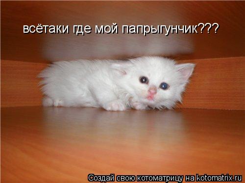 всётаки где мой папрыгунчик???... Котоматрица: всётаки где мой папрыгунчик???