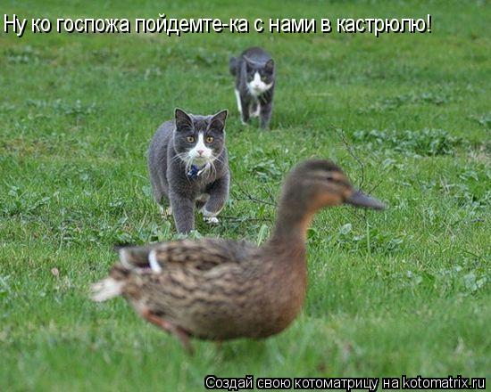 Ну ко госпожа пойдемте-ка с нами в кастрюлю!... Котоматрица: Ну ко госпожа пойдемте-ка с нами в кастрюлю!