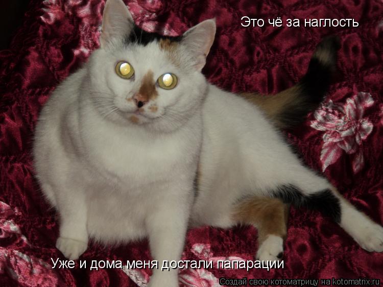 Это чё за наглость Уже и дома меня достали папарации... Котоматрица: Это чё за наглость Уже и дома меня достали папарации