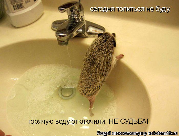 сегодня топиться не буду. горячую воду отключили. НЕ СУДЬБА!... Котоматрица: сегодня топиться не буду. горячую воду отключили. НЕ СУДЬБА!