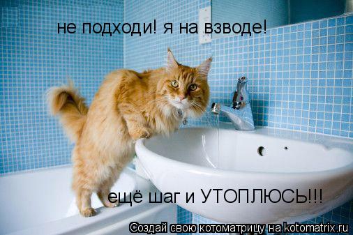 не подходи! я на взводе! ещё шаг и УТОПЛЮСЬ!!!... Котоматрица: не подходи! я на взводе! ещё шаг и УТОПЛЮСЬ!!!