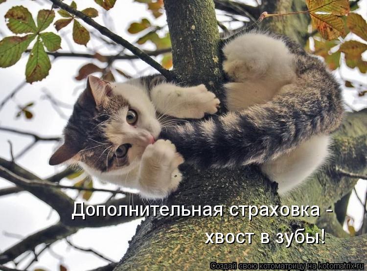 Котоматрица: Дополнительная страховка - хвост в зубы!