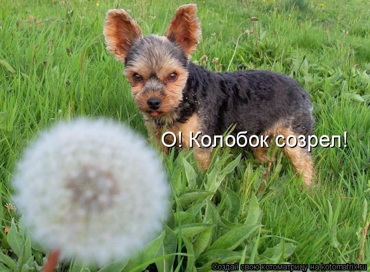 О! Колобок созрел!... Котоматрица: О! Колобок созрел!